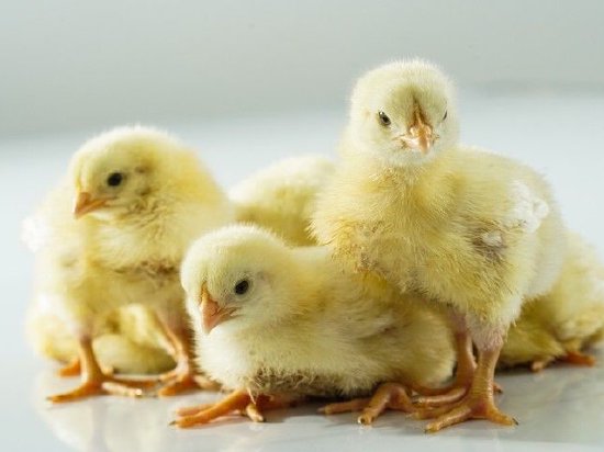 春雪食品：调理品销量下滑产能消化问题待解