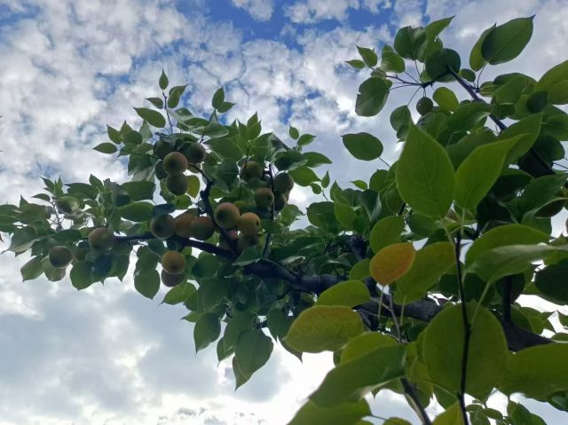 如何通过软文营销让品牌绽放光彩